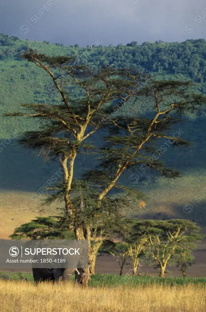 Tanzania, Ngorongoro Crater, African Elephant (Loxodonta Africana) Standing Under A Tall Tree