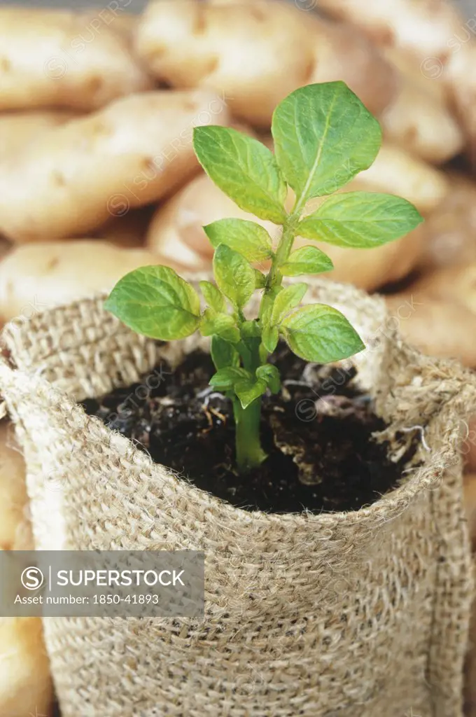 Solanum tuberosum, Potato