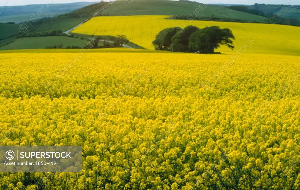 Agriculture, Crops, Oilseed Rape, Agricultural Landscape With Fields Of Oilseed Rape.