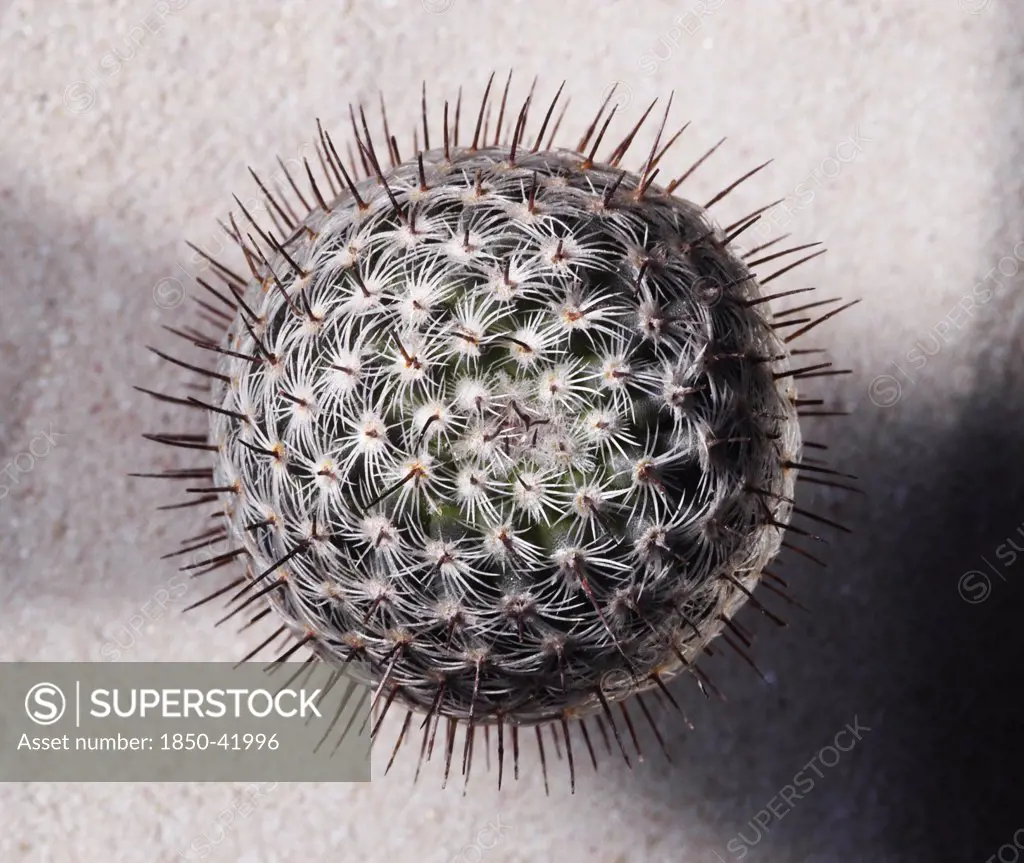 Mammillaria microhelia, Cactus, Pincushion cactus