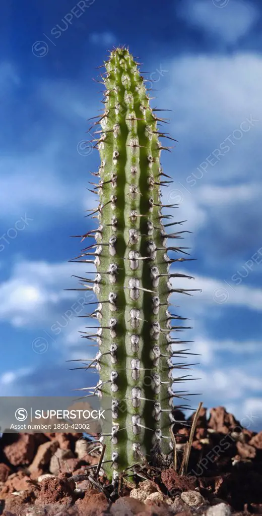 Echinocereus, Cactus