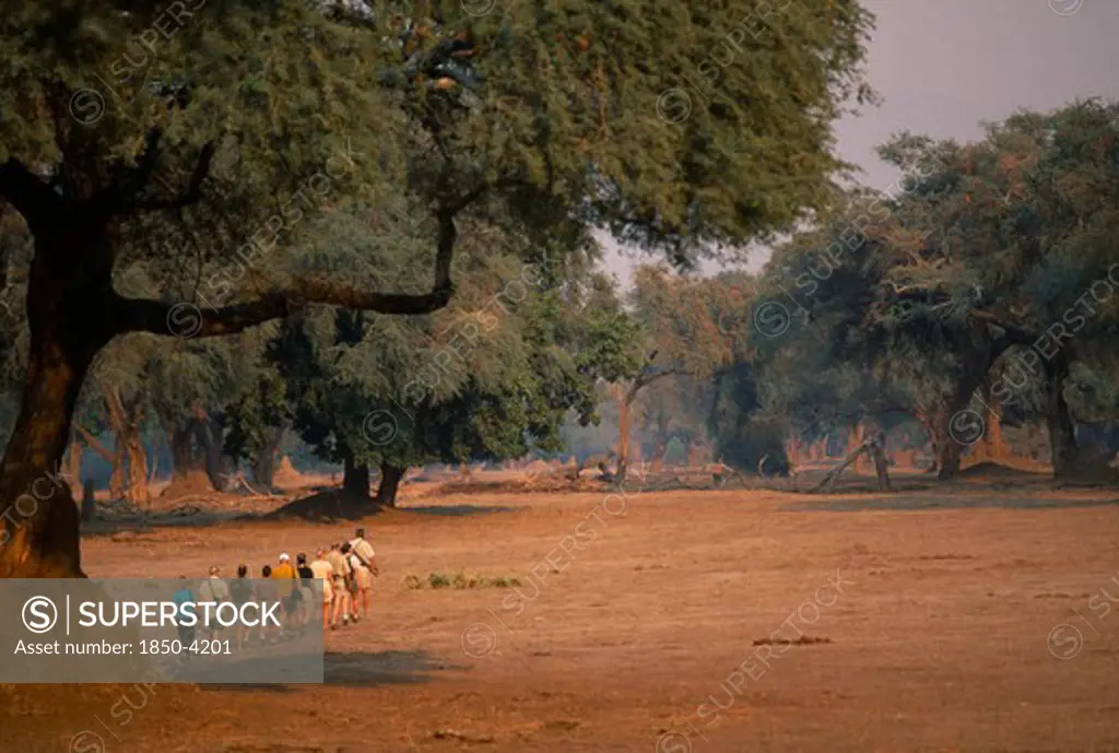 Zimbabwe, Mana Pools National Park, Tourists On Safari Walking Amongst Trees