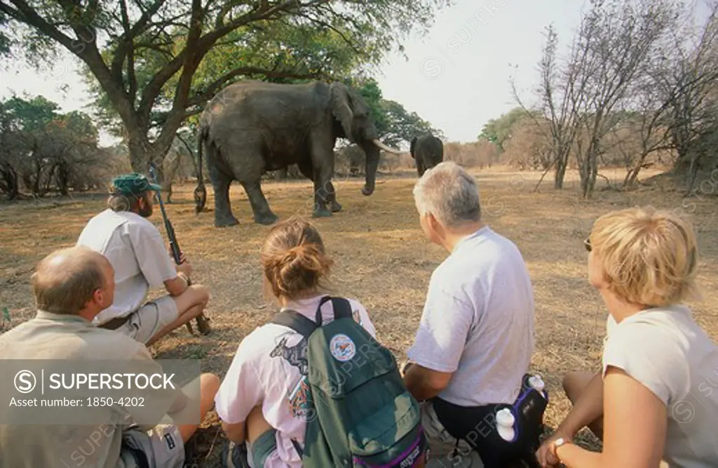 Zimbabwe, Mashonaland, Mana Pools National Park, Tourists With A Guide Watching An Elephant On Goliath Safari Trail From A Close Distance