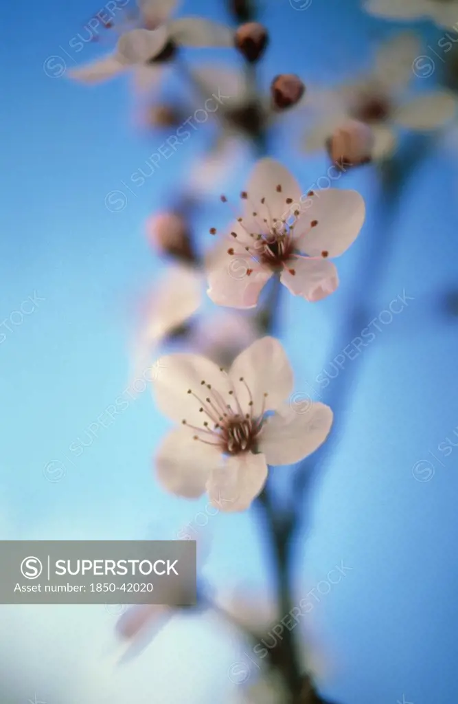 Prunus dulcis, Almond