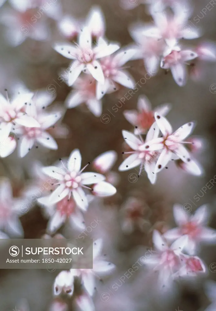 Sedum populifolium, Sedum, Ice plant