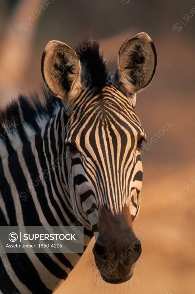 Zimbabwe, Mana Pools National Park, Burchell'S Zebra.