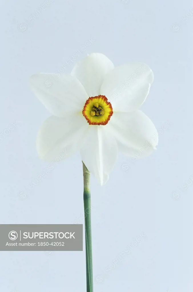 Narcissus 'actaea', Daffodil
