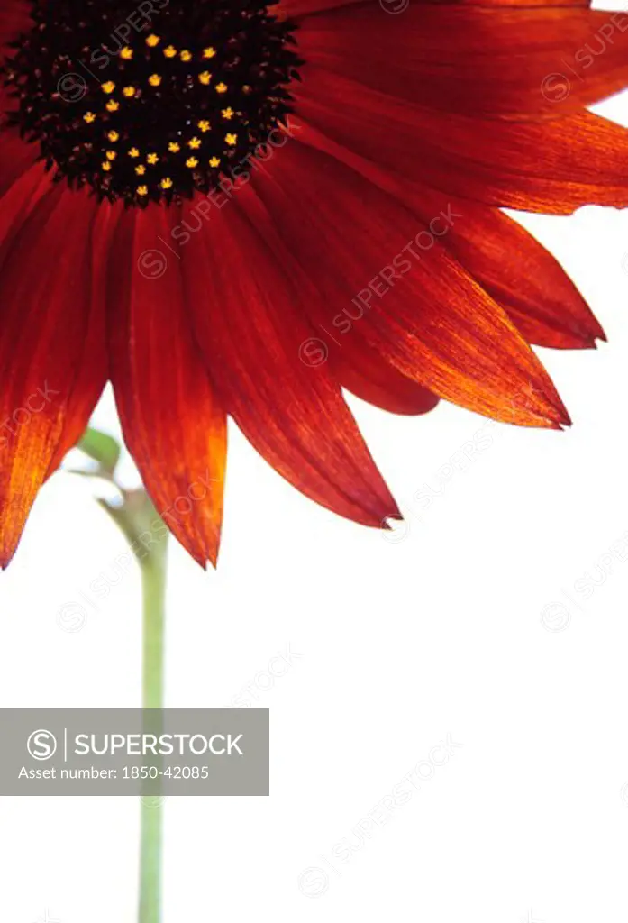 Helianthus annuus 'Velvet Queen', Sunflower
