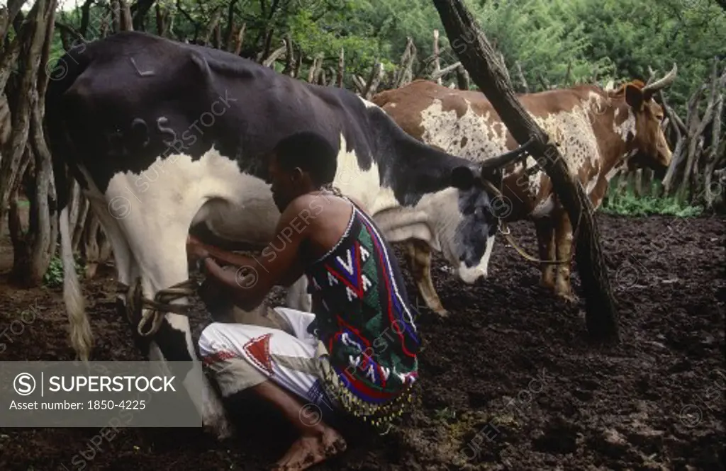 South Africa, Kwazulu Natal, Melmoth, Zulu Man Milking Nguni Cow In Cattle Enclosure At Simunye Lodge