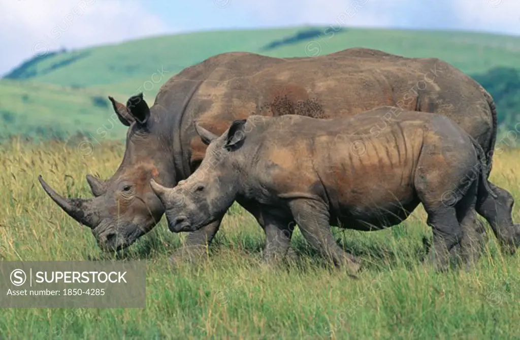 South Africa, Natal, Zululand , White Rhinoceros (Ceratotherium Simum) And Calf In Grassland.