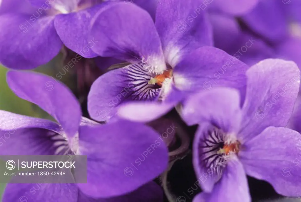 Viola odorata, Violet, Sweet violet