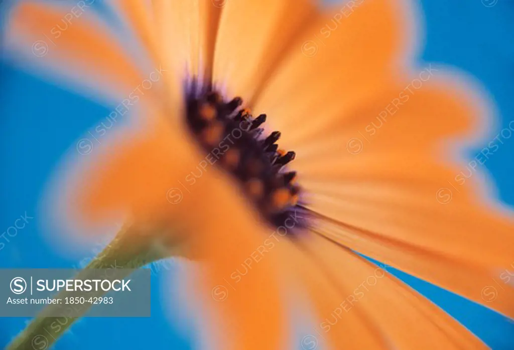Osteospermum 'Orange Symphony', Osteospermum
