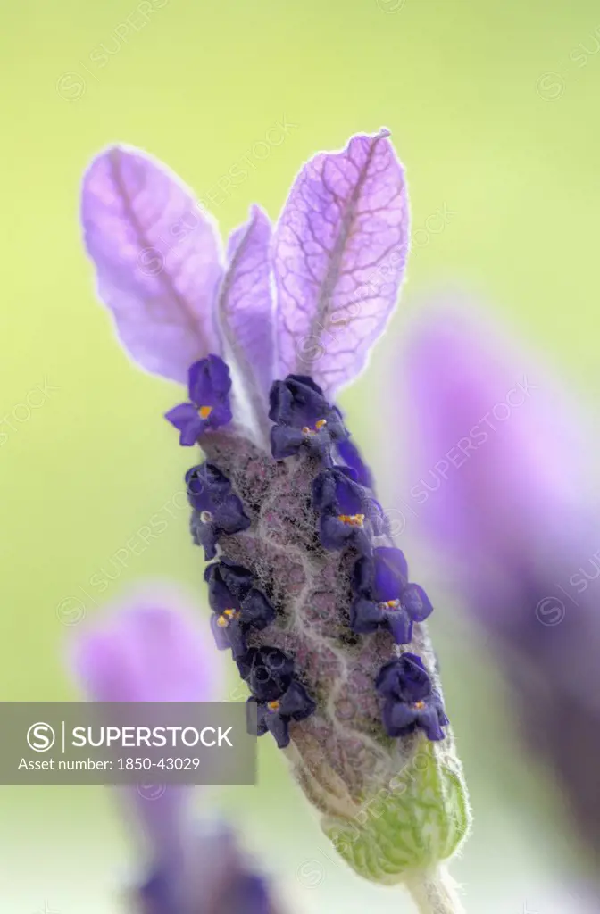 Lavandula stoechas, Lavender, French lavender