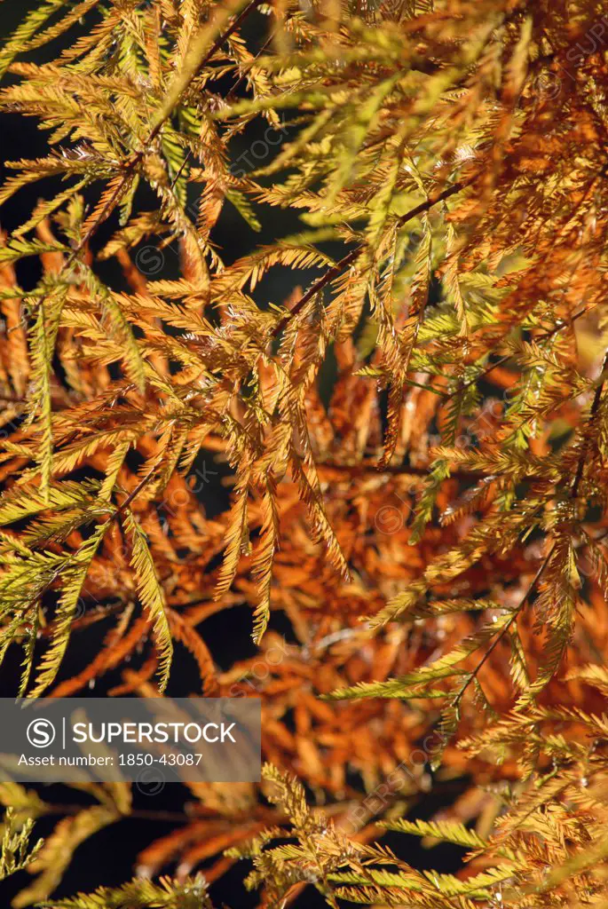 Taxodium distichum, Swamp cypress