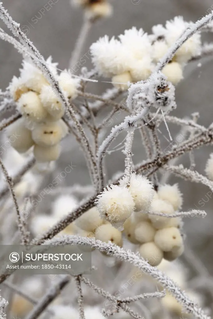 Gaultheria hispida, Snow-berry