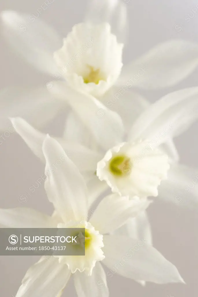 Narcissus triandrus 'Thalia', Daffodil