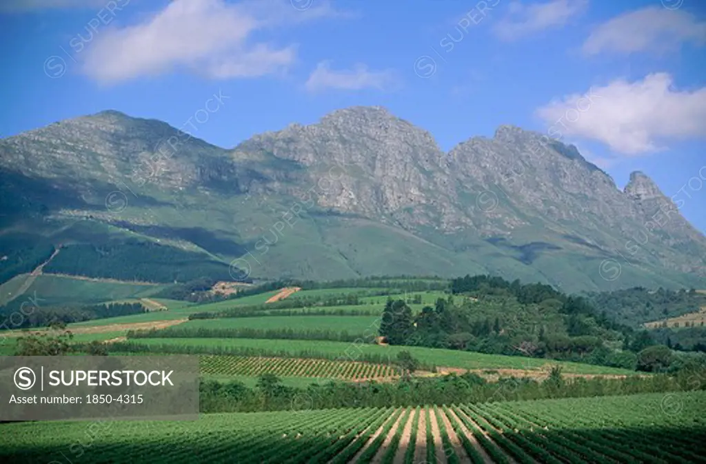 South Africa, Cape Province, Near Stellenbosch, 'Scenic View Over Delheim Wine Estates And Vineyards Of Muratie,  Mountains And Blue Sky Behind. '
