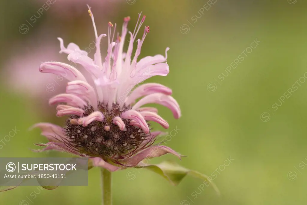 Monarda didyma, Bergamot, Monarda