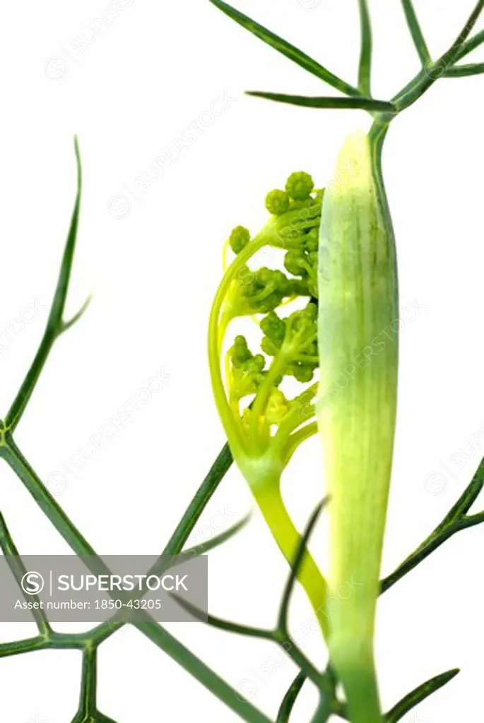 Foeniculum vulgare, Fennel bulb, Florence fennel