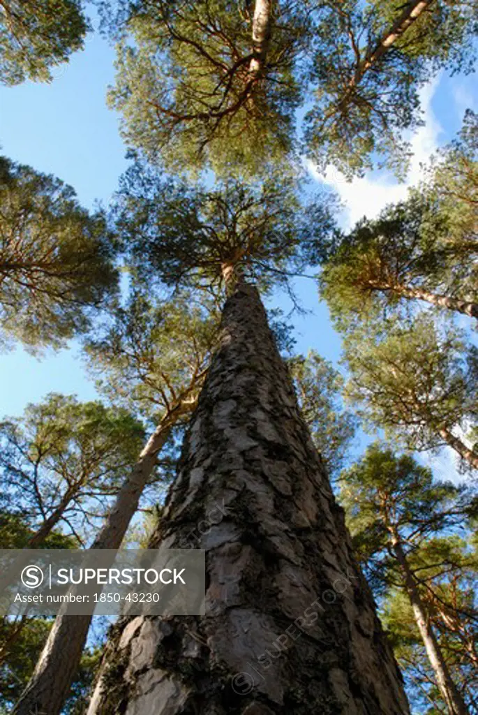 Pinus sylvestris, Pine, Scots pine