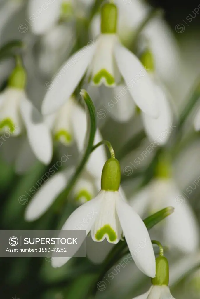 Galanthus nivalis, Snowdrop
