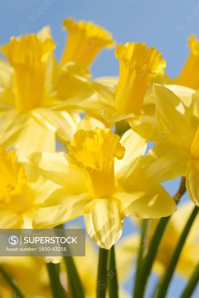 Narcissus, Daffodil