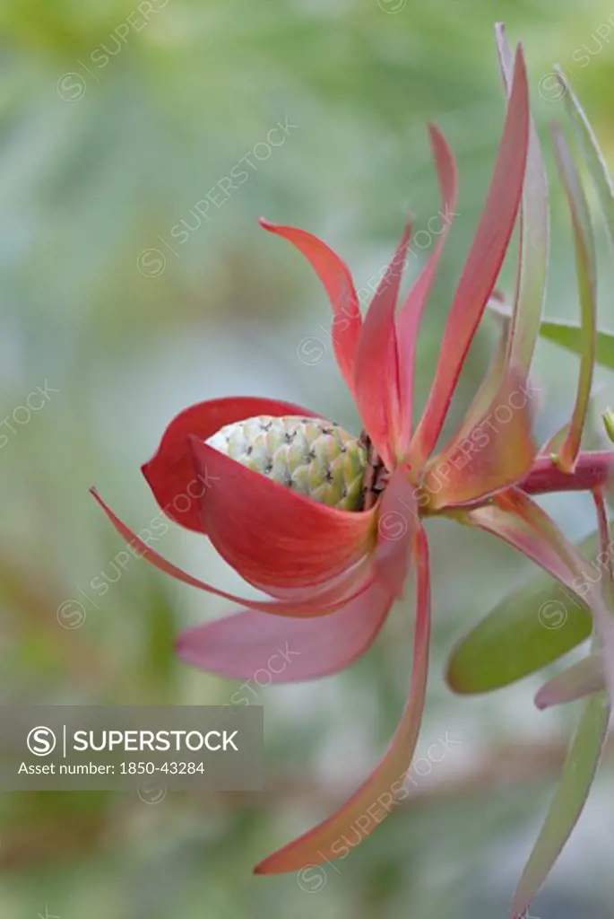 Leucadendron protecea 'Safari sunset', Protea