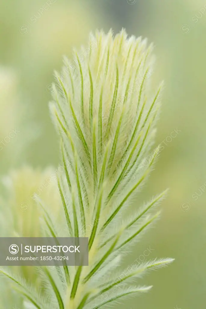Phylica pubescens, Featherhead