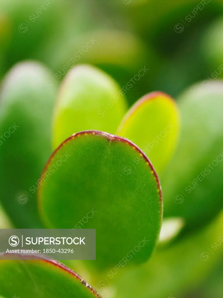 Crassula ovata, Jade plant, Money plant