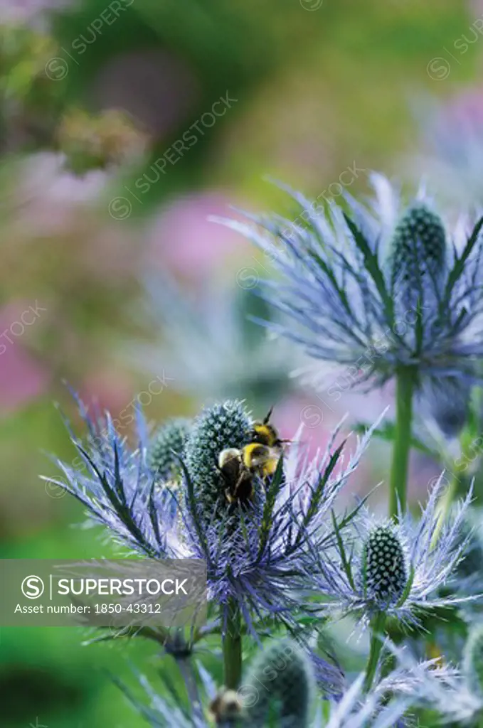 Eryngium, Sea holly