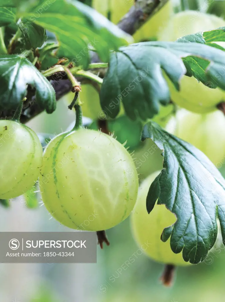 Ribes uva-crispa, Gooseberry