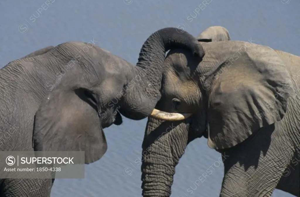 Zimbabwe, Hwange National Park, Bull Elephants Touching With Trunks.