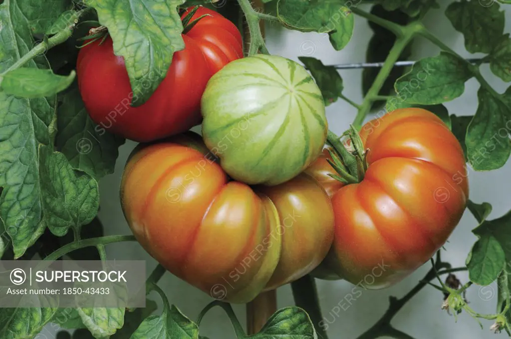 Lycopersicon esculentum 'Belriccio', Tomato
