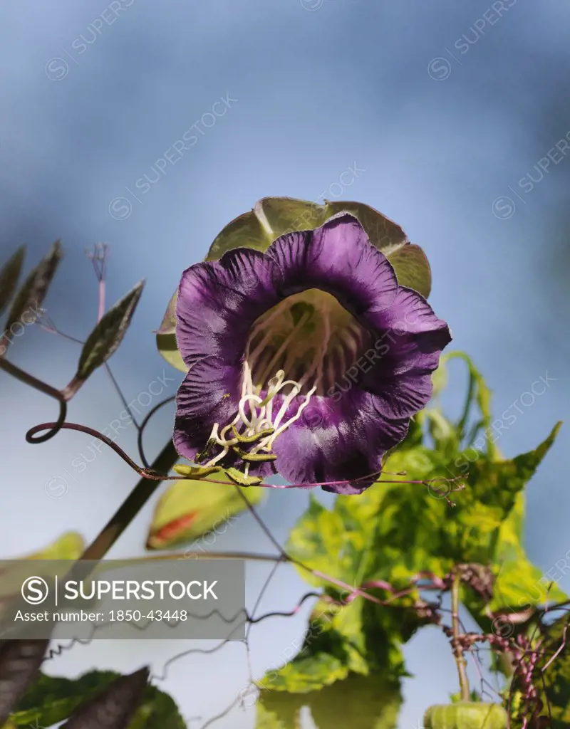 Cobaea scandens, Cup and saucer