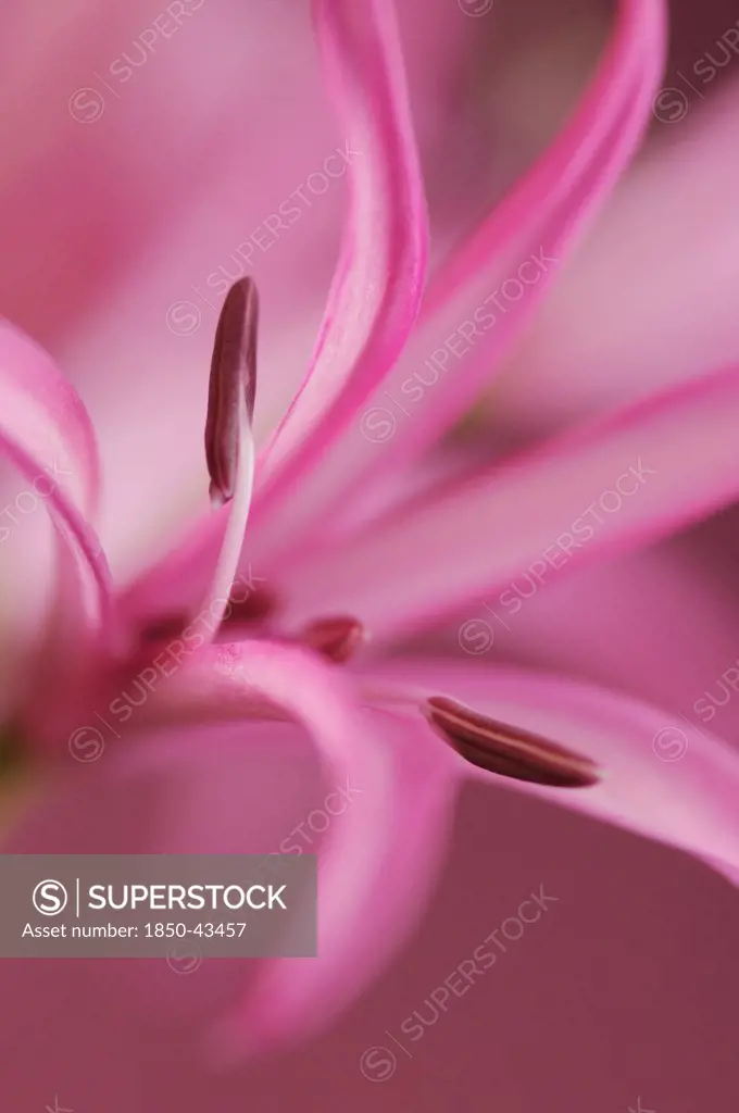 Schizostylis, Kaffir lily