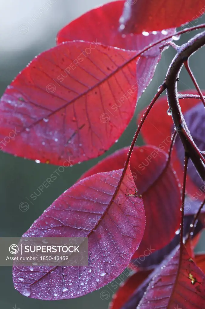 Cotinus coggygria 'Red beauty', Smoke bush