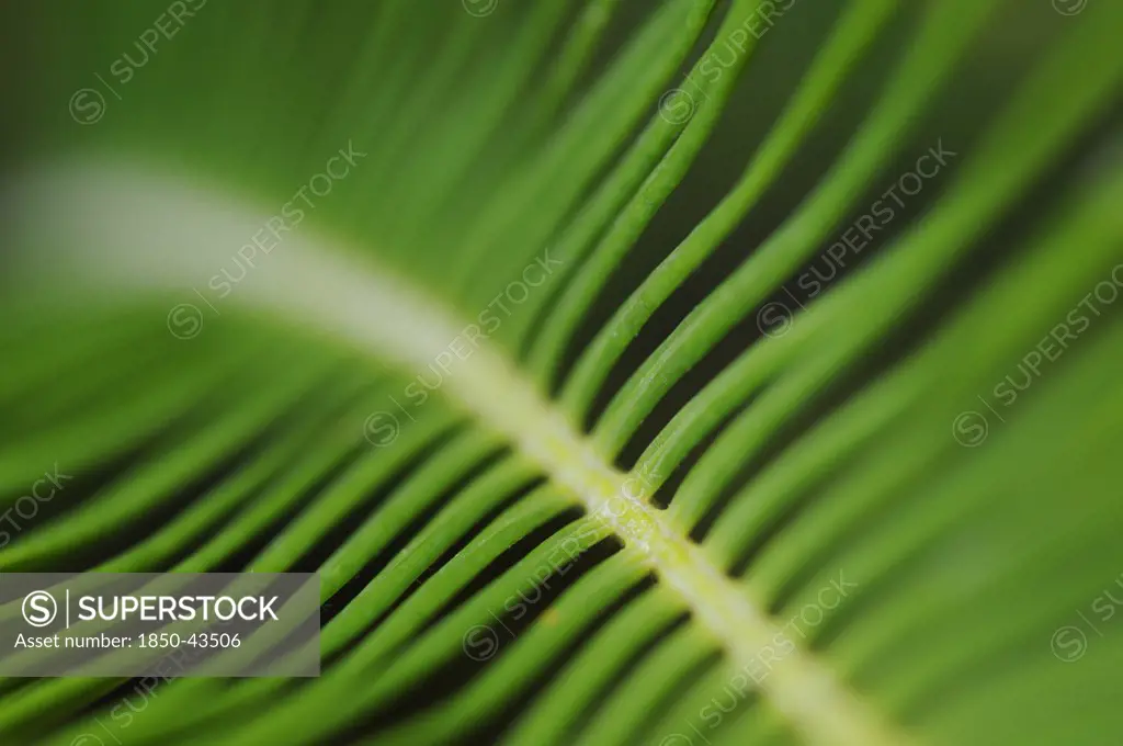Cycas revoluta, Palm, Sago palm