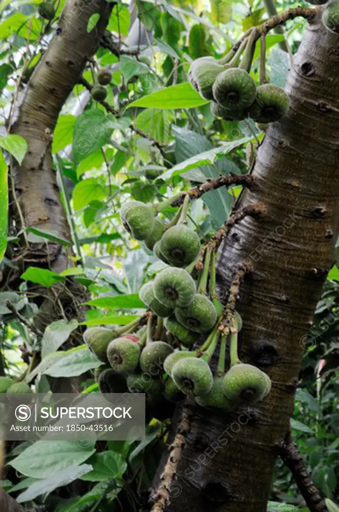 Ficus carcia, Fig