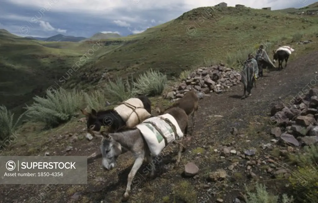 Lesotho, Near Katse  ,  Driving Donkeys Carrying Goods Down Hillside With Two Basotho Boys.