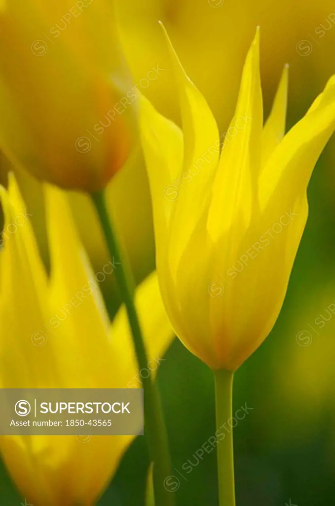 Tulipa speciosa, Tulip, species tulip