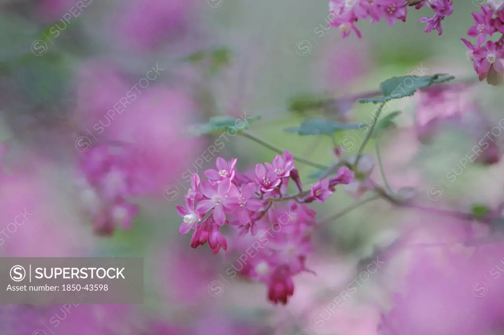 Ribes sanguineum, Flowering currant