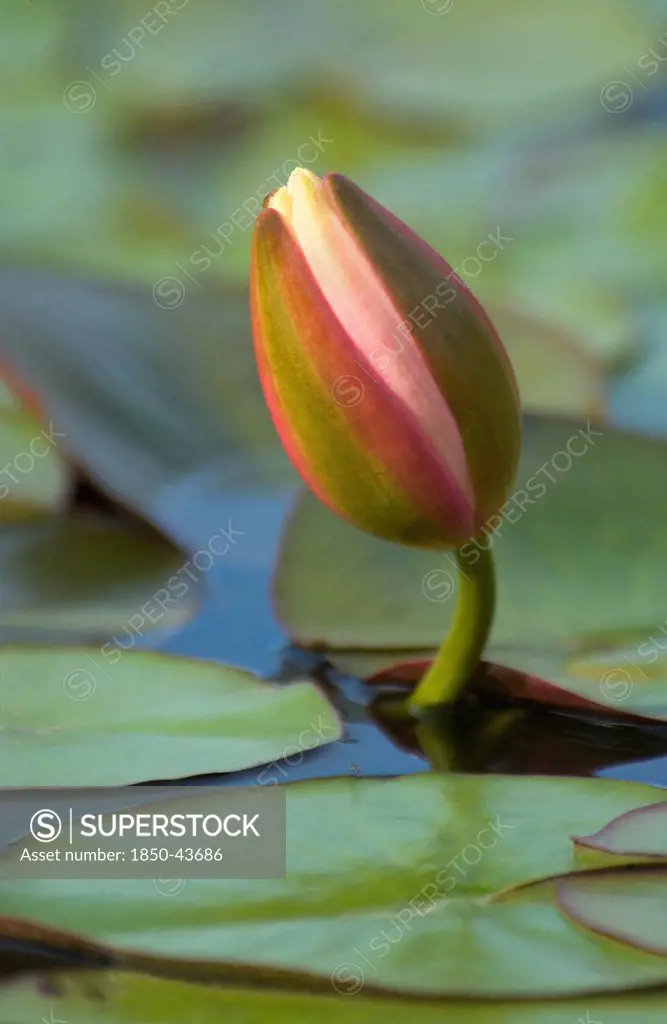 Nymphaea, Water lily