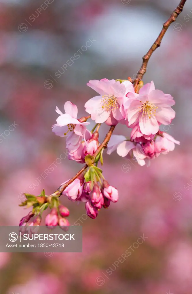 Prunus 'Accolade', Cherry