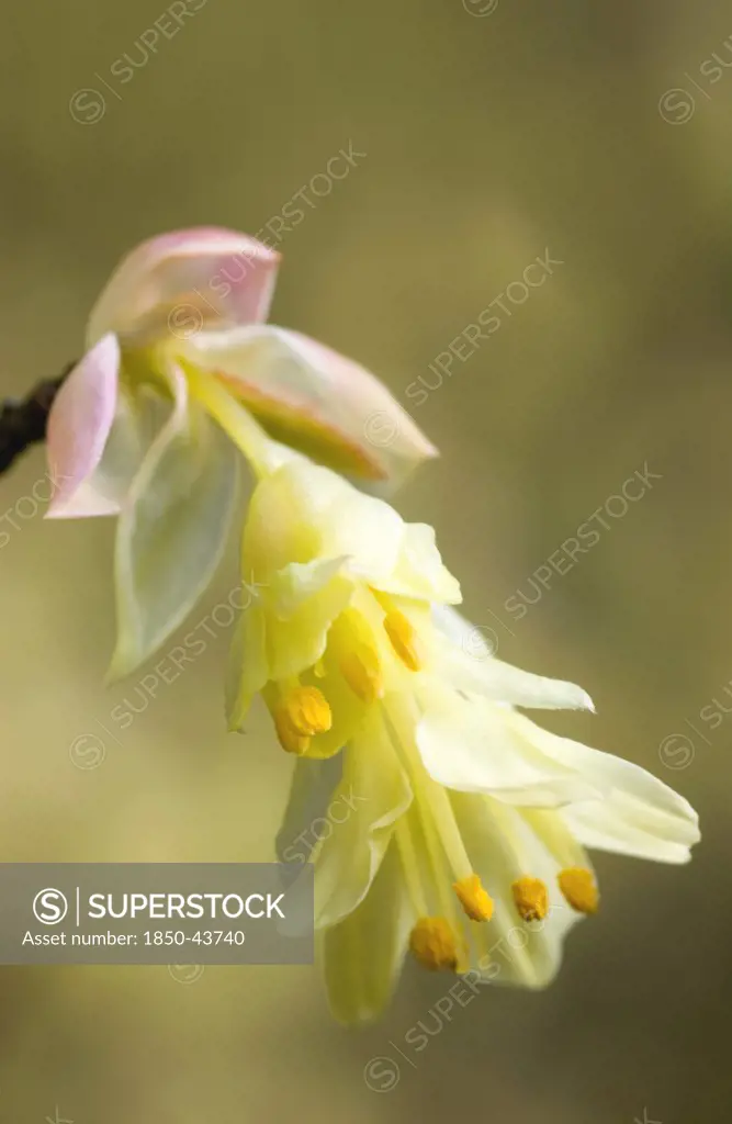 Corylopsis pauciflora, Hazel, Winter hazel