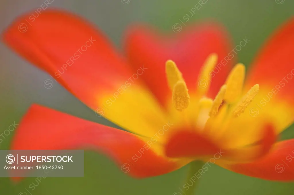 Tulipa 'Vvedenskyi', Tulip