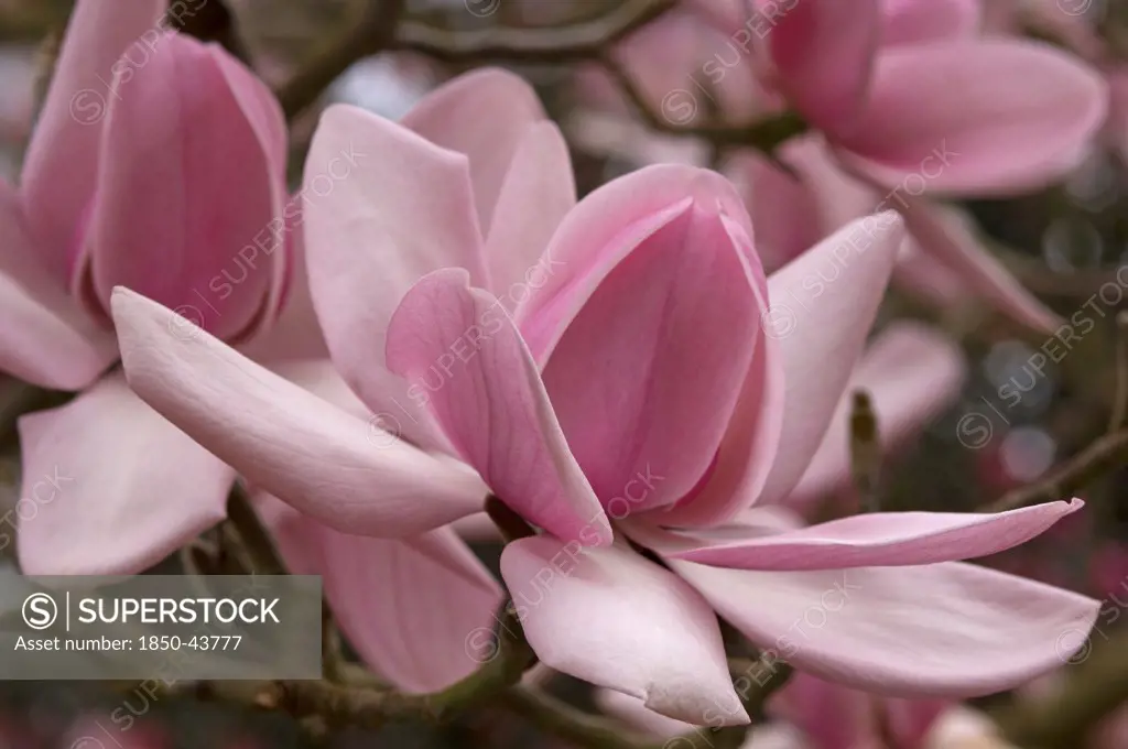 Magnolia campbellii, Magnolia