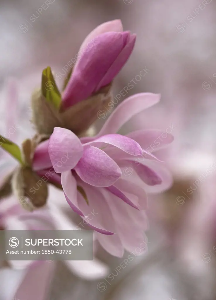 Magnolia x loebneri 'Leonard Messel', Magnolia