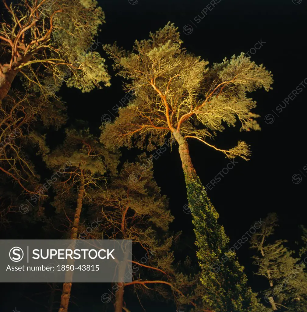 Pinus sylvestris, Pine, Scots pine