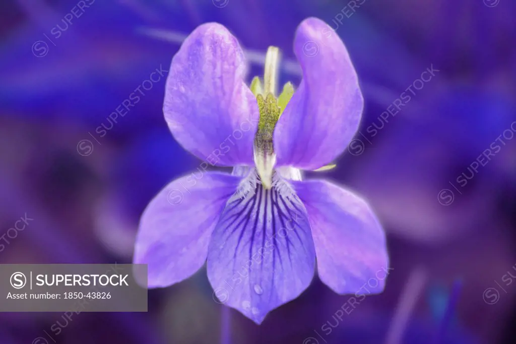 Viola odorata, Violet, Sweet violet
