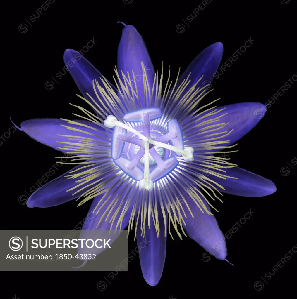 Passiflora caerulea, Passion flower